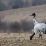 Black-necked cranes feeding on the winter grass of the Phobjikha valley