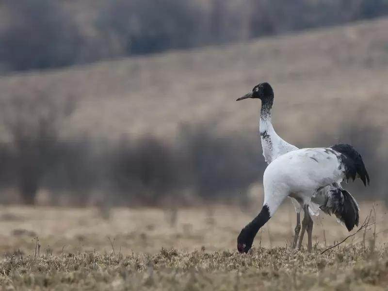 Black-necked cranes feeding on the winter grass of the Phobjikha valley