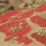 Red chillies spread out to dry in the sun across a hillside in Bhutan