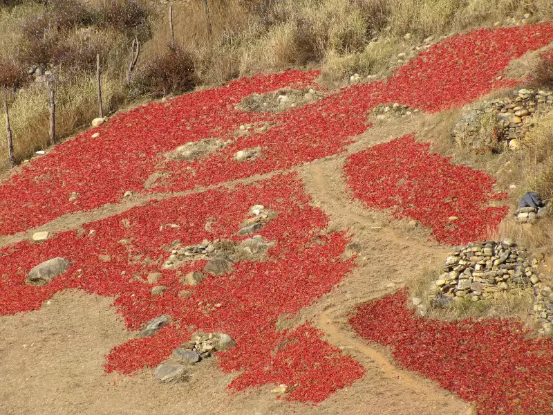 Red chillies spread out to dry in the sun across a hillside in Bhutan