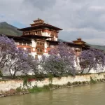 Punakha Dzong beside the river, with jacaranda trees in flower along its walls