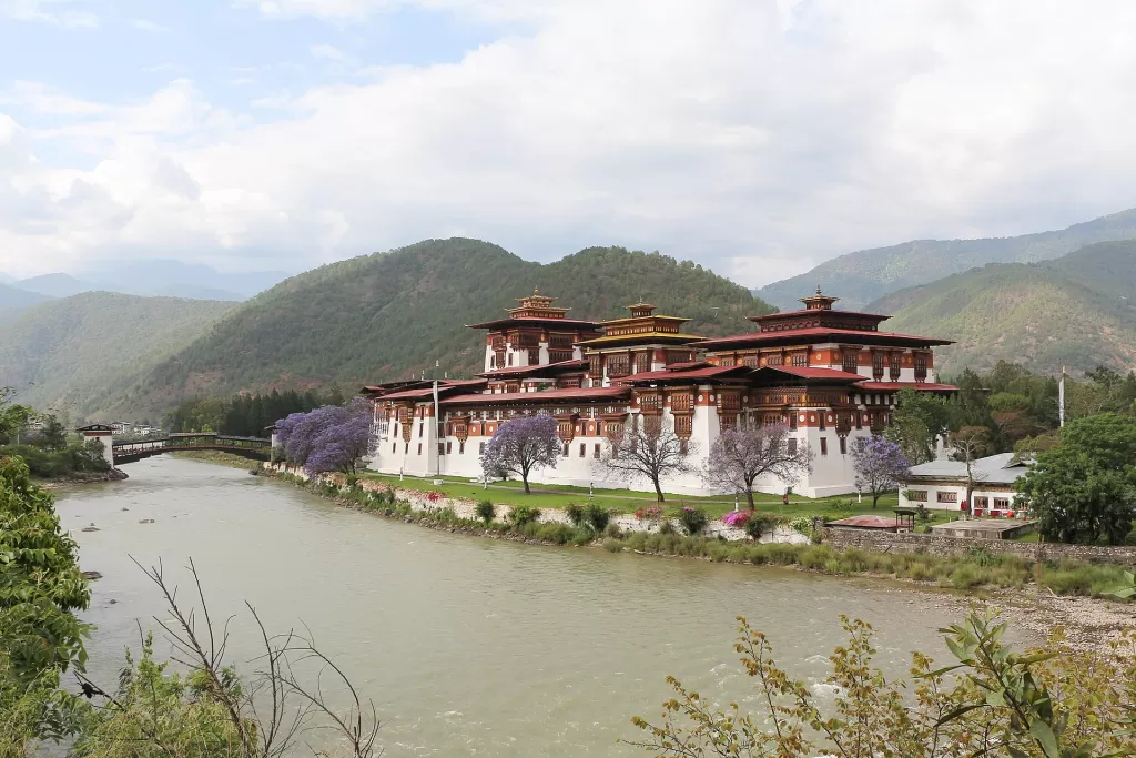 Punakha Dzong where two rivers meet, with jacaranda trees in flower along the bank