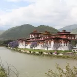 Punakha Dzong where two rivers meet, with jacaranda trees in flower along the bank