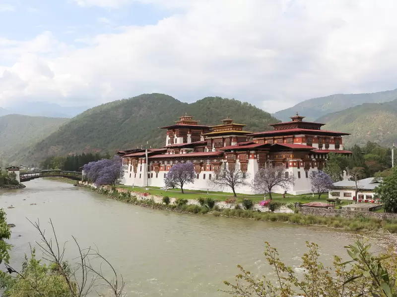 Punakha Dzong where two rivers meet, with jacaranda trees in flower along the bank