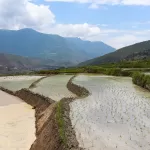 Flooded rice terraces at Sopsokha in the Punakha valley, newly planted