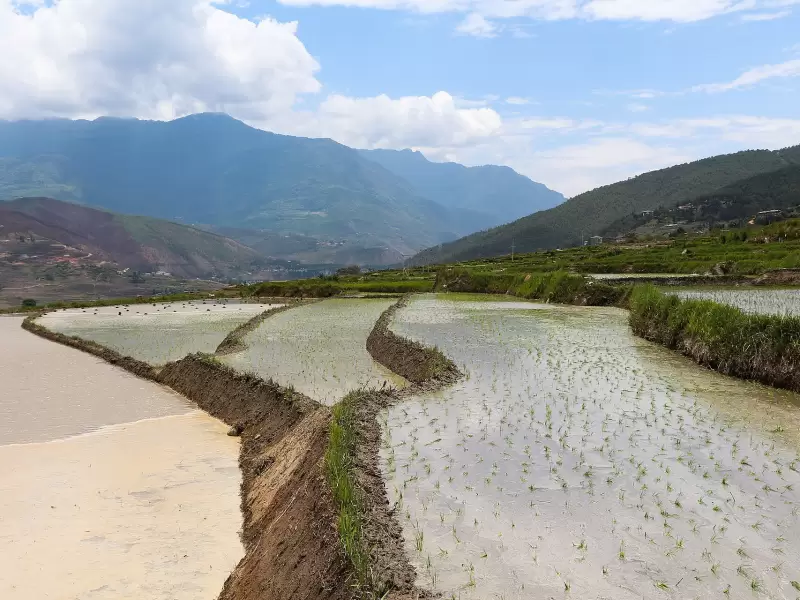 Flooded rice terraces at Sopsokha in the Punakha valley, newly planted
